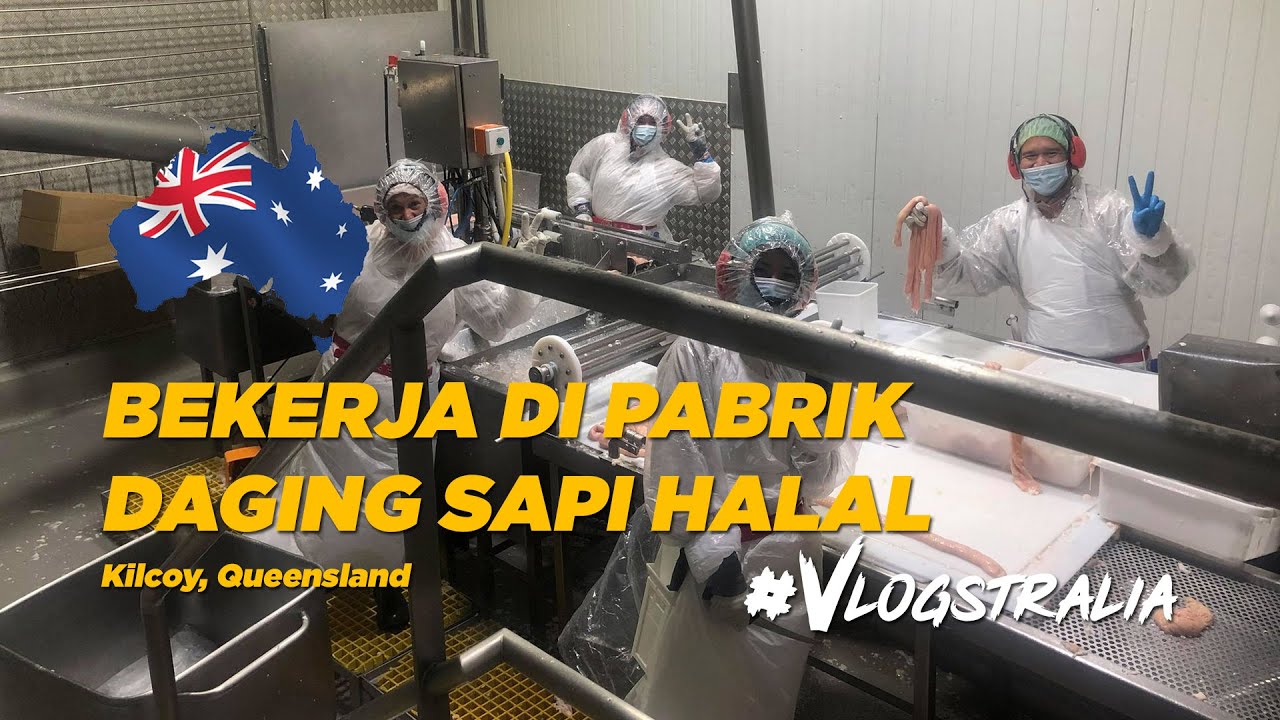 #VLOGSTRALIA BEKERJA DI PABRIK DAGING SAPI HALAL AUSTRALIA