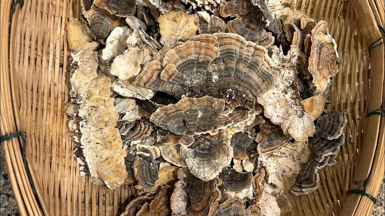 Harvesting wild Turkey Tail mushrooms in my backyard