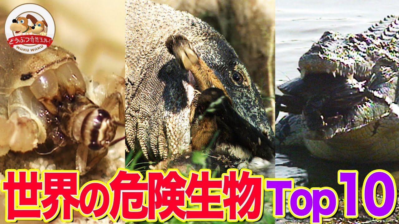 【取材班が選ぶ】世界のＳ級危険生物ランキング！番組が実際に撮影した衝撃映像まとめ！1位はやはりあの&rdquo;ジャングルの〇〇&rdquo;【どうぶつ奇想天外／WAKUWAKU】