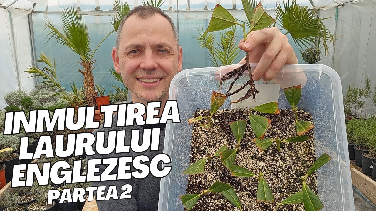 Cum se inmulteste Laurul Englezesc | Rezultate !