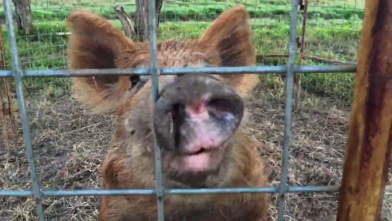 Отловили ещё 18 диких кабанов 🐗с помощью ловушек для свиней с клеточным управлением в Южном Техас...