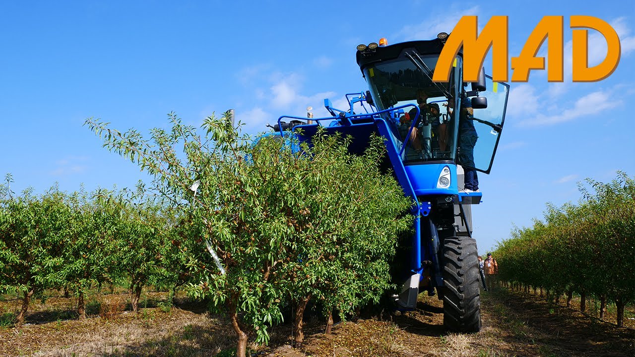 New Holland Braud 11.90 X Multi, raccolta meccanica mandorle | Maccarese