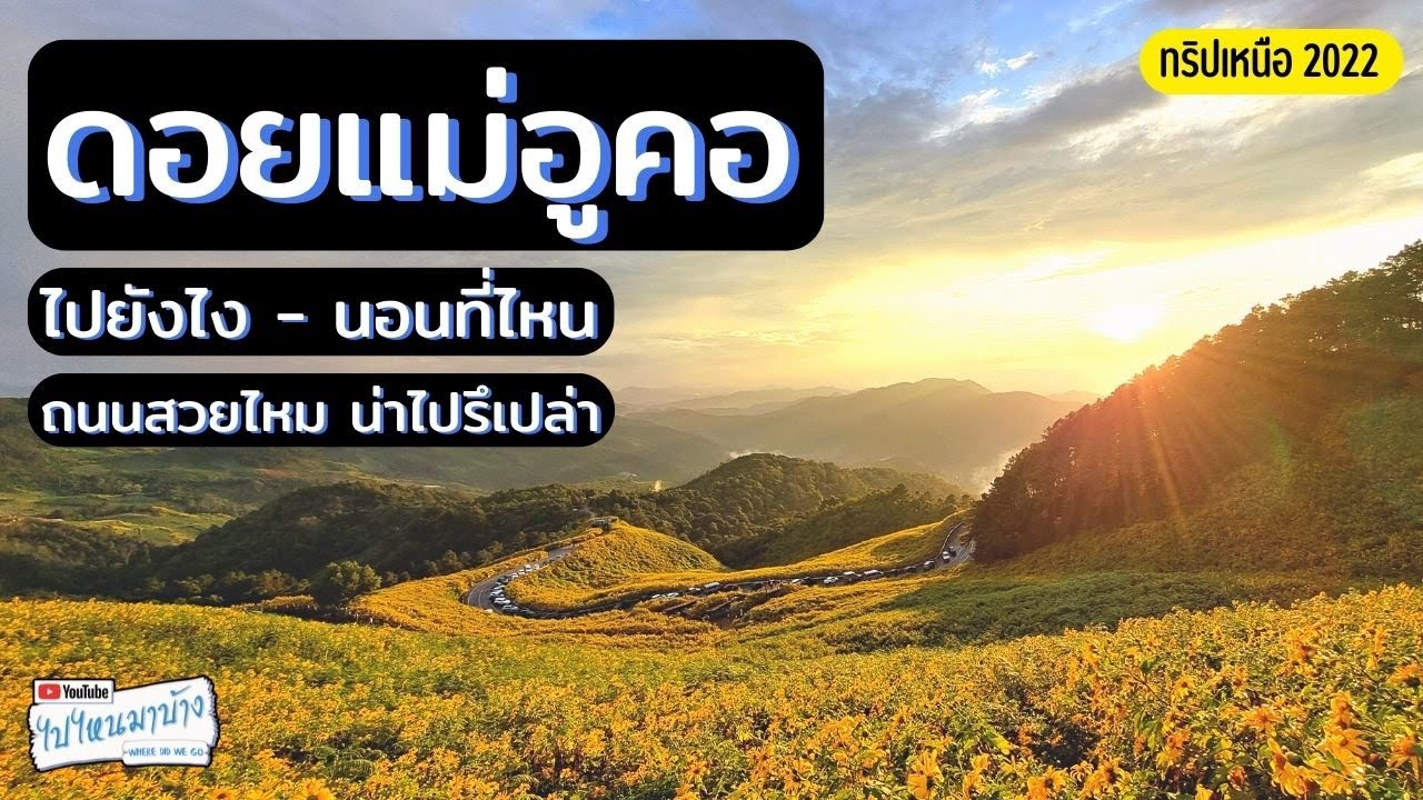 215 เที่ยวทุ่งดอกบัวตองดอยแม่อูคอ ทางสวยไหม กางเต็นท์นอนที่ไหนดี I ไปไหนมาบ้าง