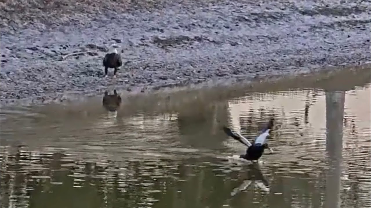 SWFL Eagles 2-10-26.  F23 RUNS AFTER A MUSCOVY DUCK, Flushing it Back Into the Pond! 🦅🫣🦆