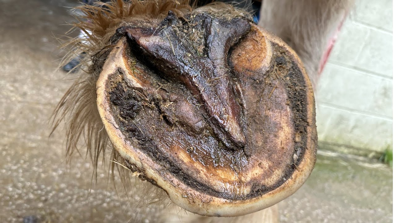 Trimming This ENORMOUS Hoof. (I Don’t Think He wanted his trim today)