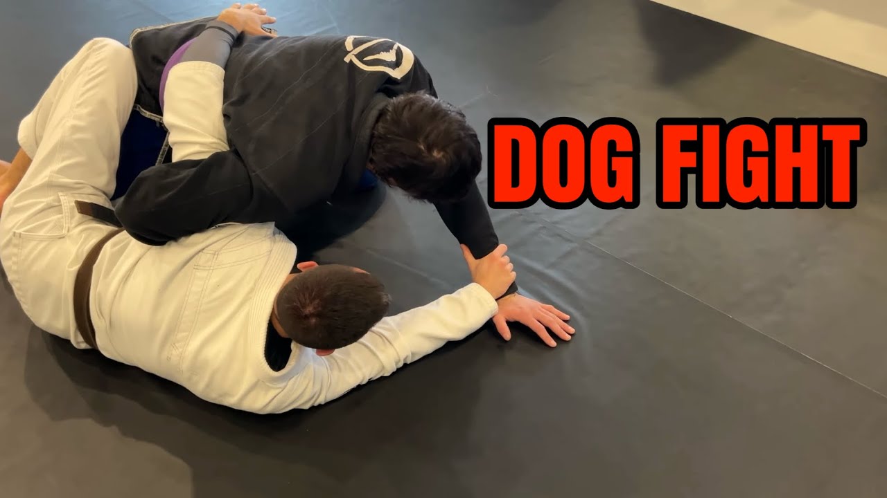 Knee Lever / John Wayne Sweep to Dog Fight from Bottom Half Guard