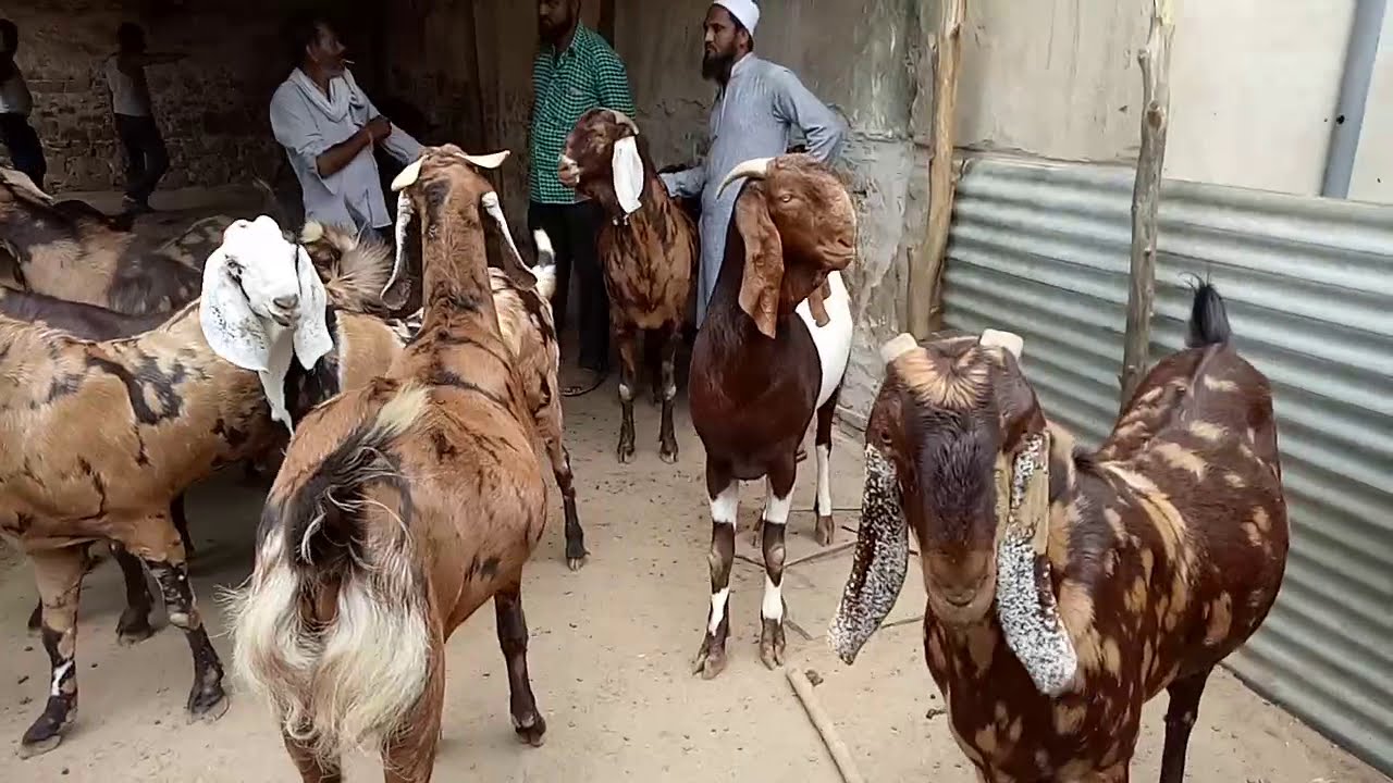Sirohi me 100 kg se 180 kg ke male / Jay Maa Bhawani Goat Farm / Goat Farming / Eid Wale Bakre heavy