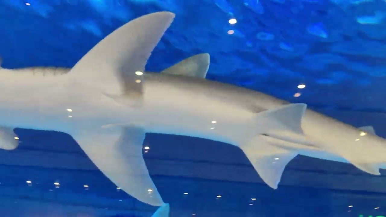Dubai Mall #bigaquarium #callection of Fishes 