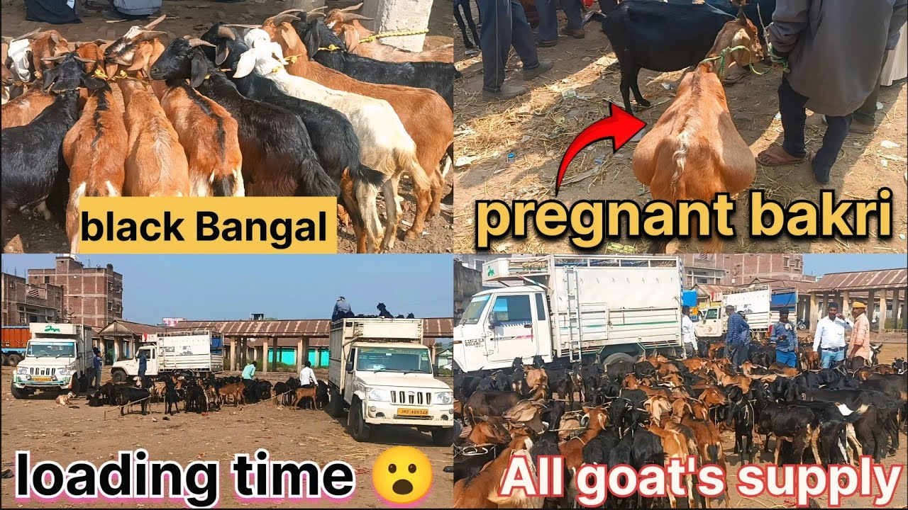 ||JHARKHAND BIGGEST MARKET GARHWA JILA||DESI BLACK BANGAL GOAT FARM AND SUPPLY||