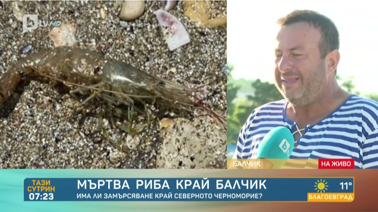 Мъртва риба край бреговете на Балчик | „Тази сутрин“ – БТВ