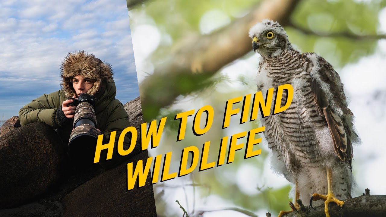How to find wildlife to photograph!