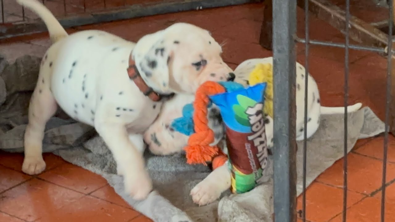 How much mess can Dalmatian puppies make?