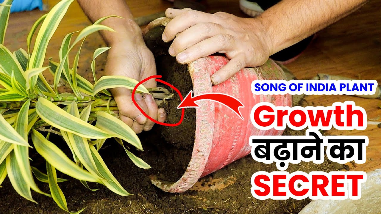 SONG OF INDIA Plant ki Growth kaise Badhaye | song of india plant care propagation |dracaena reflexa