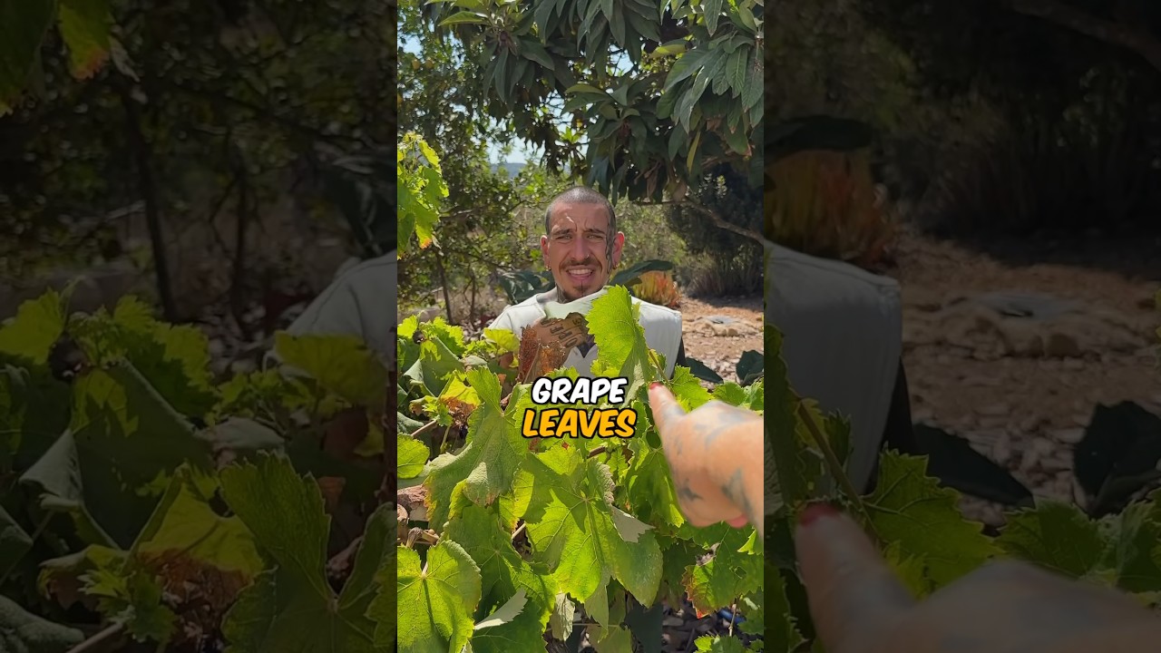 I ATE grape LEAVES 🍃 #shorts