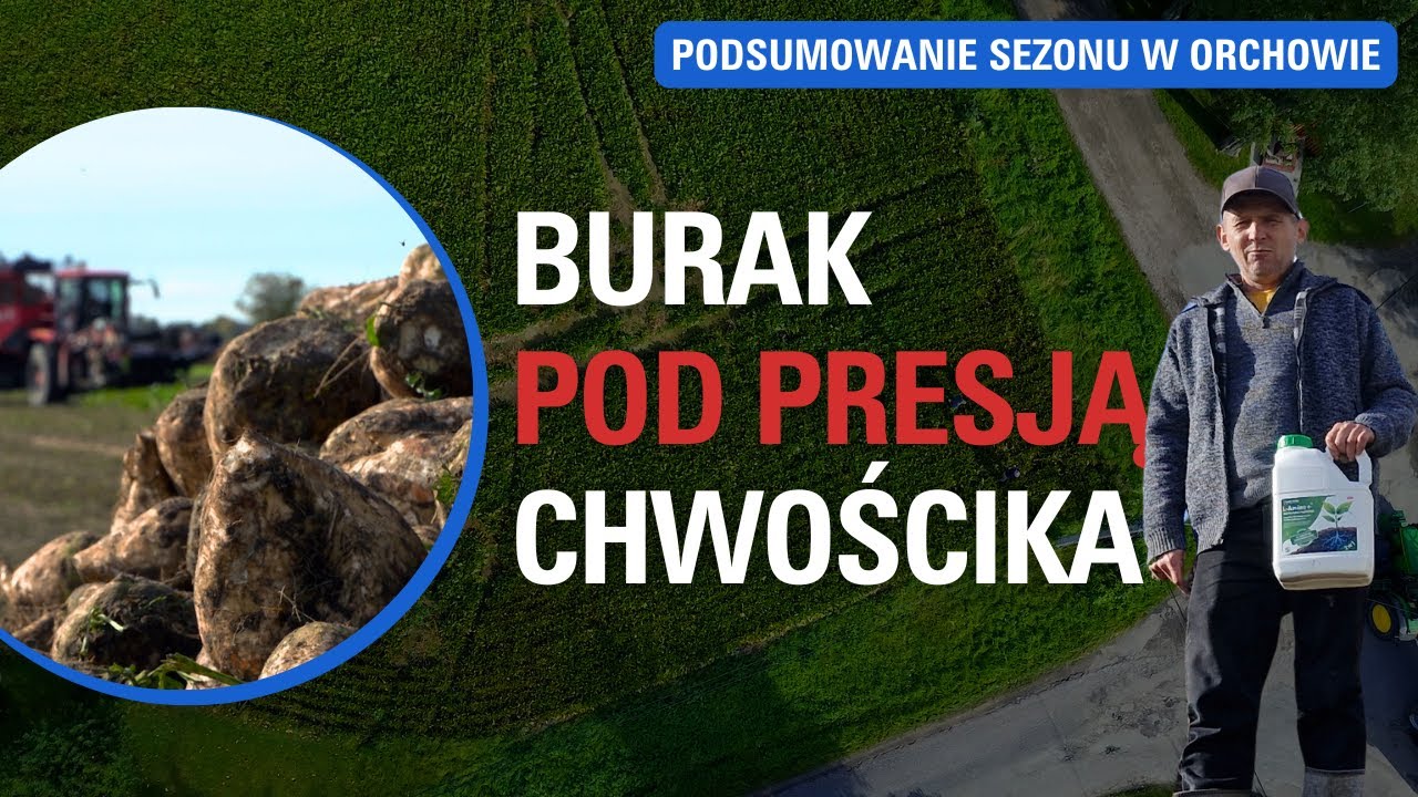 Jak uprawiać buraka cukrowego by osiągnąć wysoki plon  - Podsumowanie sezonu