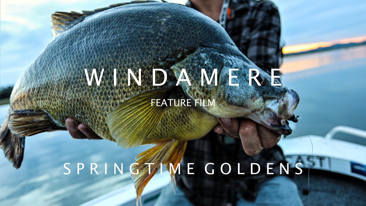 W I N D A M E R E  Feature Film - Yellowbelly Golden Perch Fishing