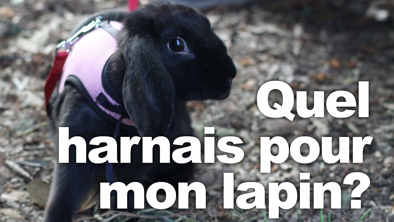 Quel harnais pour mon lapin ?