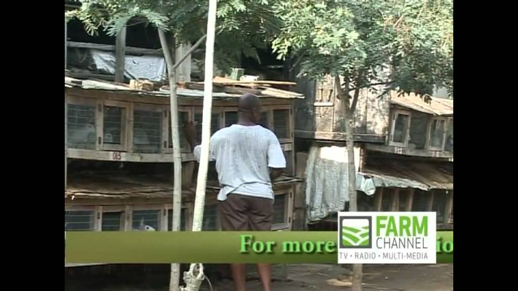Rabbit Farming in Ghana: The Farmer Brown Story (Part 1)