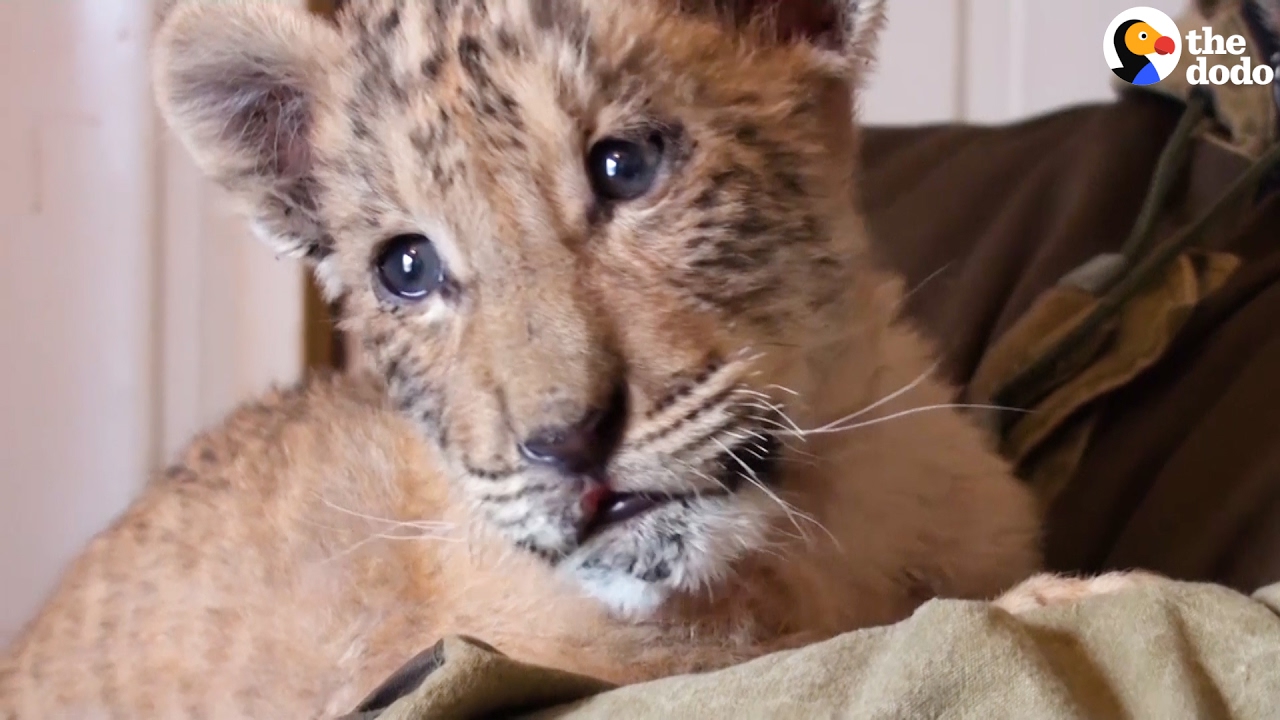 Behind Ligers and Why They Really Shouldn't Exist | The Dodo