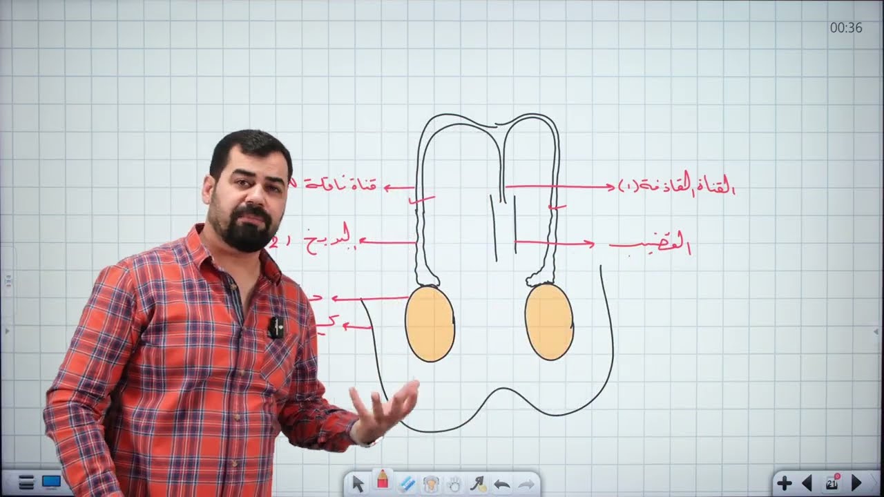 احياء سادس علمي || الفصل الثالث || التكاثر || المحاضرة 19 || التكاثر في الانسان || اعضاء التكاثر