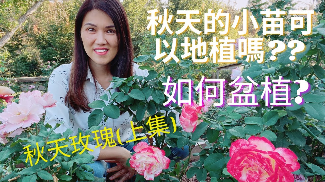 秋天的小苗可以地栽嗎? 盆植? 秋天盛開的玫瑰 (上集) Enjoy the Autumn blooms in my rose garden