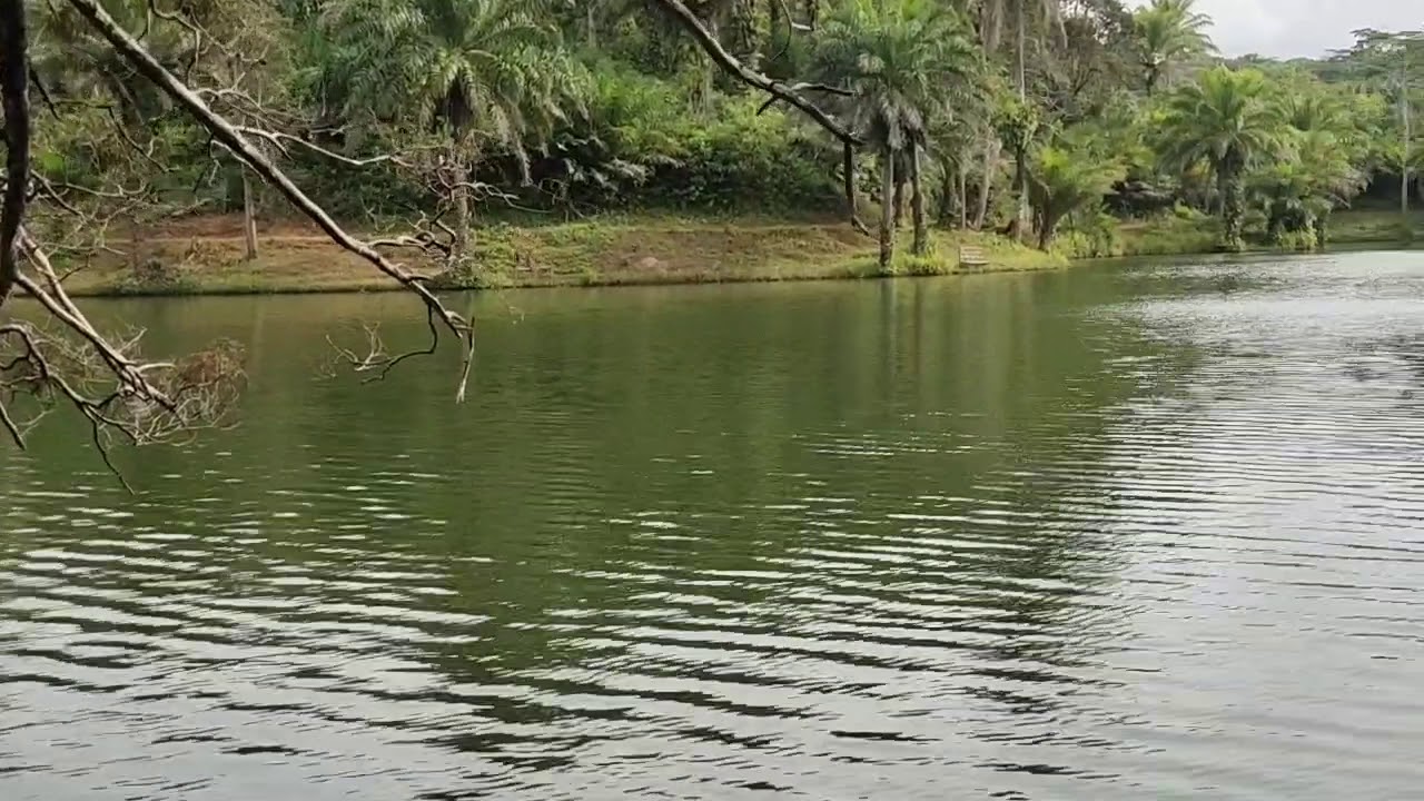 MAGOROTO Forest Estate Reserve - Natural Untouched Beauty