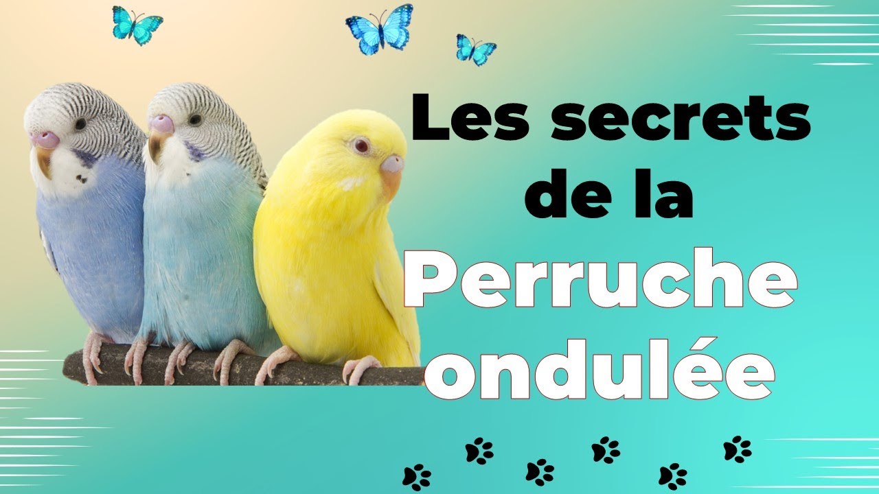 La perruche ondul&eacute;e : un oiseau intelligent et sociable