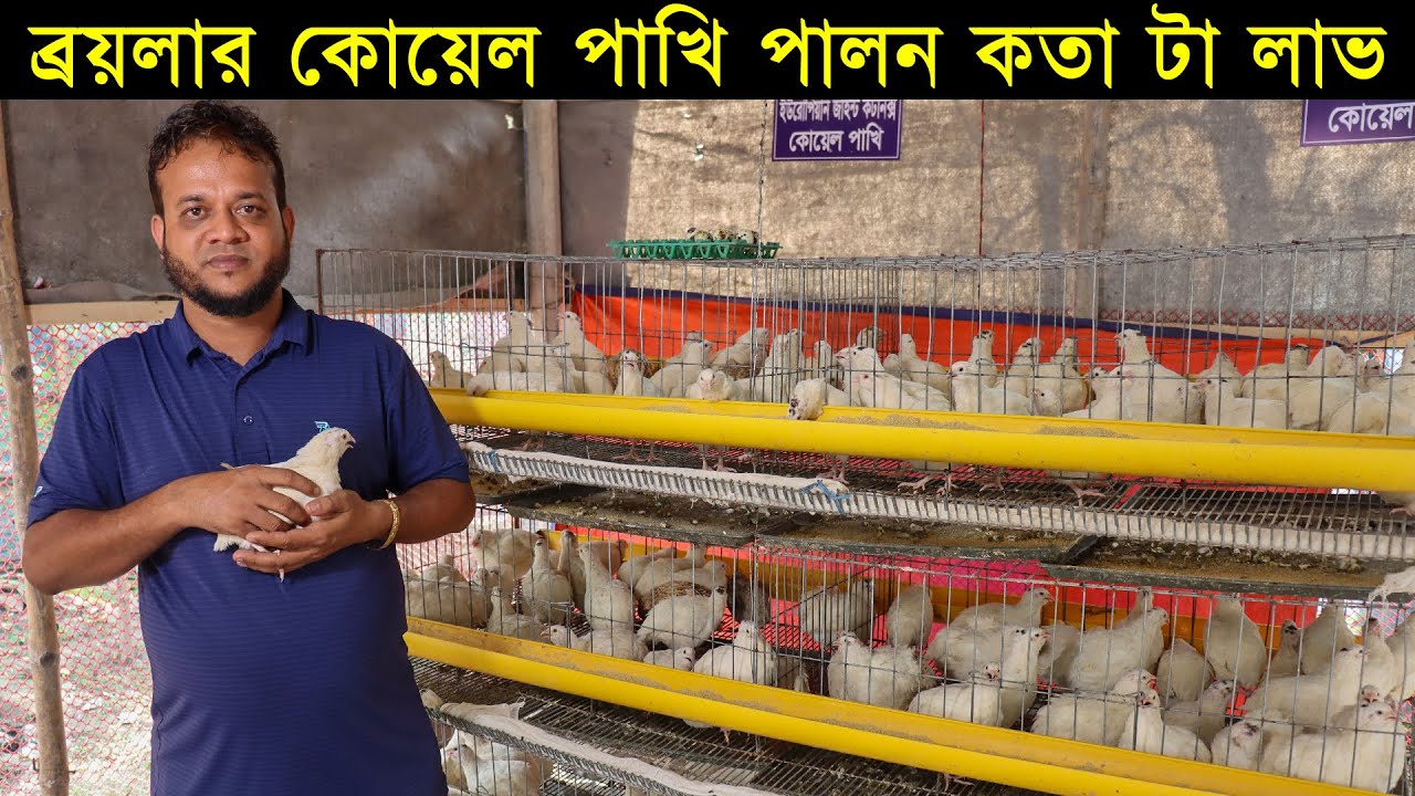 ইউরোপিয়ান কোয়েল পাখির খামার।ব্রয়লার কোয়েল পাখি পালন কতা টা লাভ। Qual Pakhi