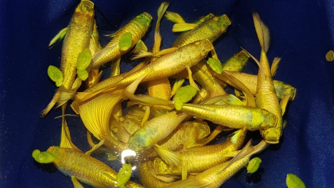 Cá 7 màu Full gold guppy - Rồng Size Giống - Trại Cá Kiểng Diamond Da 096 792 1213