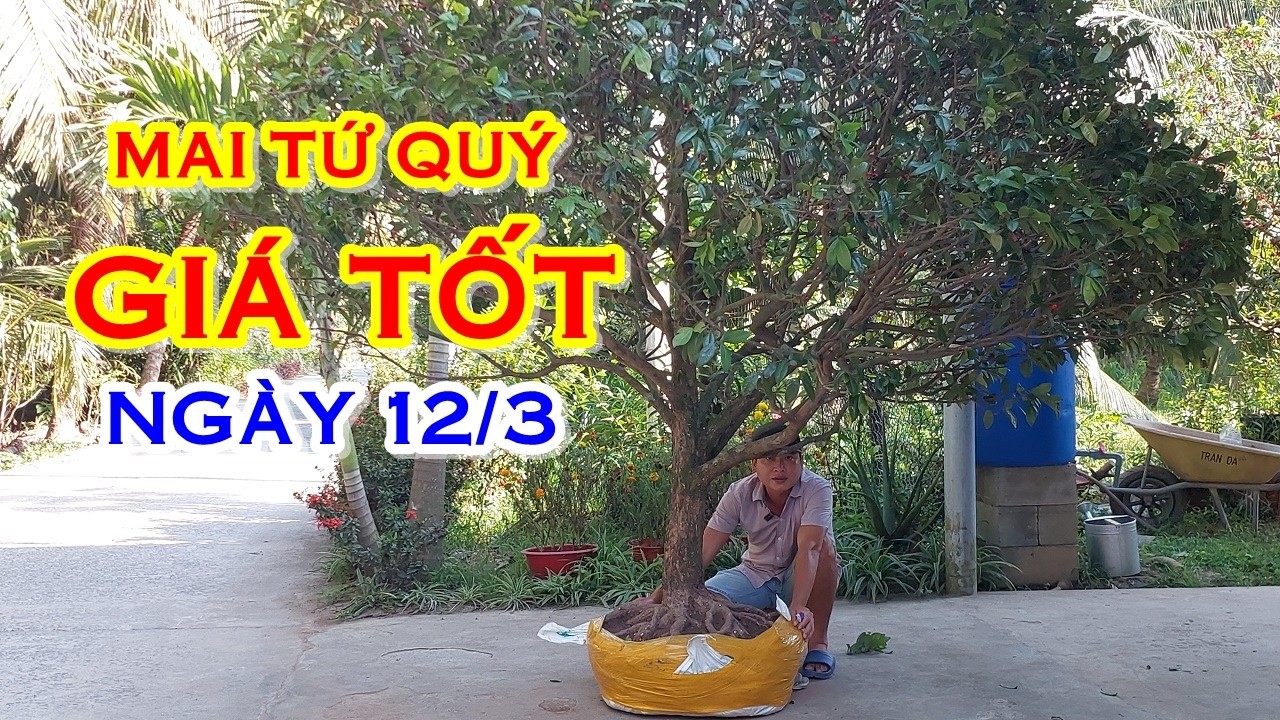 PHÊN 📲 O368831191 GIÁ TỐT - MAI TỨ QUÝ DÁNG ĐẸP GIAO LƯU NGÀY 12/3 