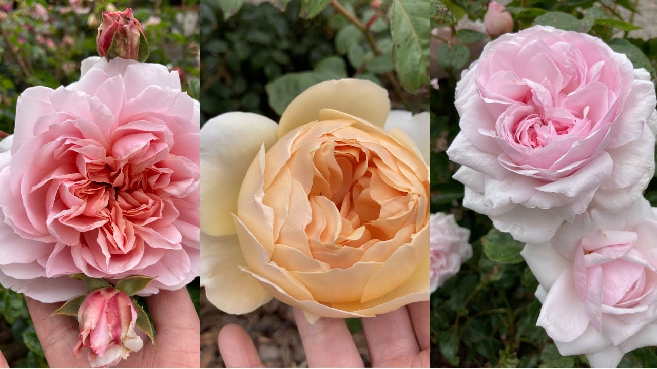 My David Austin Rose Collection (Part 1)