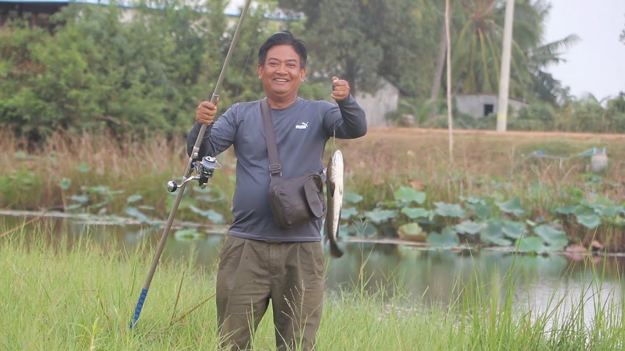 Amazing snakehead fish hunting in lake  with fresh frog bait| Fishing season Cambodia 2022