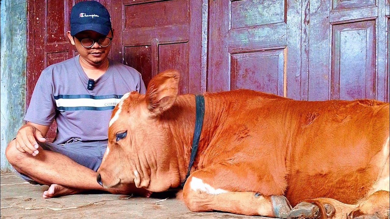 KEBERSIHAN KANDANG MENJADI KESUKSESAN DALM BERTERNAK ‼️