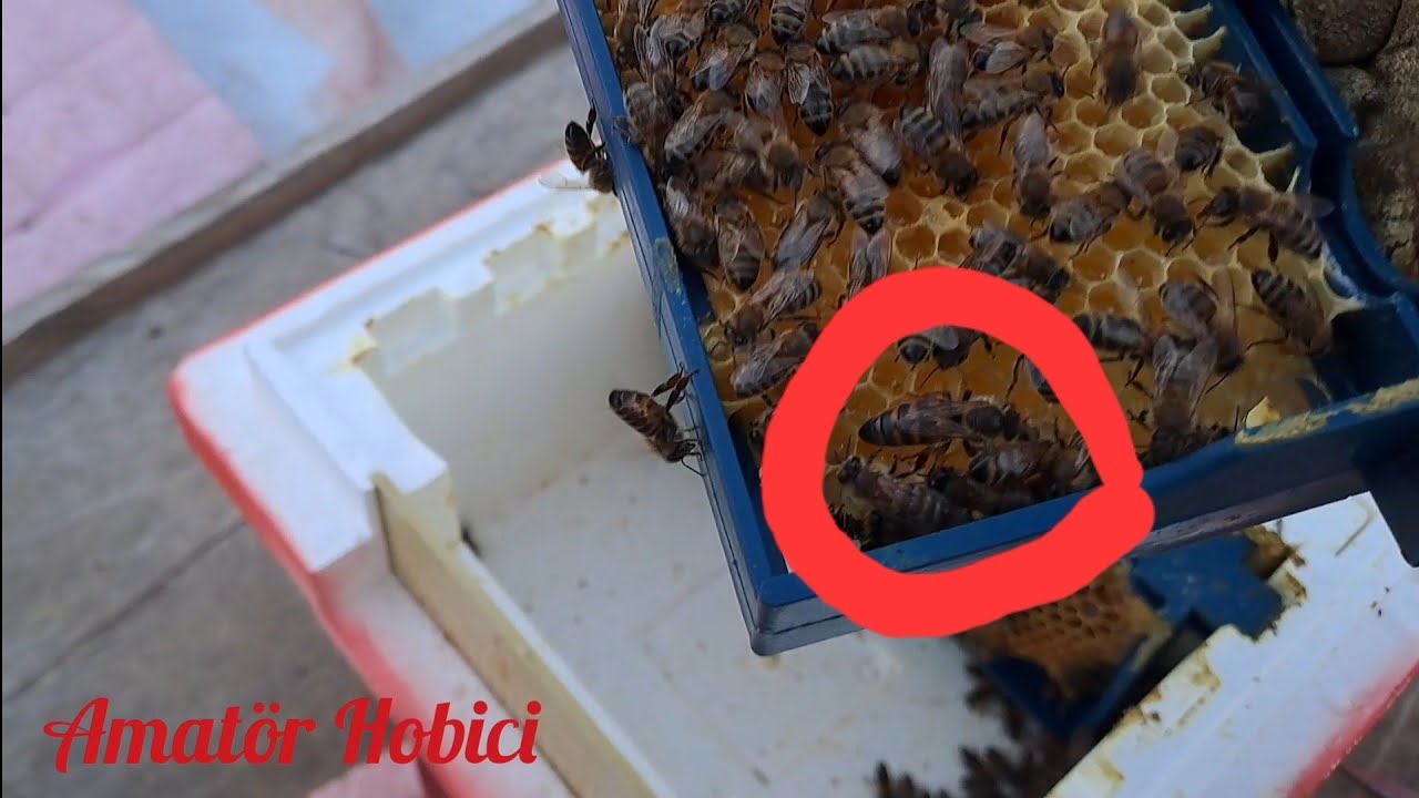29 Eylül 2024 kapak yöntemi ile anaarı üretimi 30. gün (part 8)