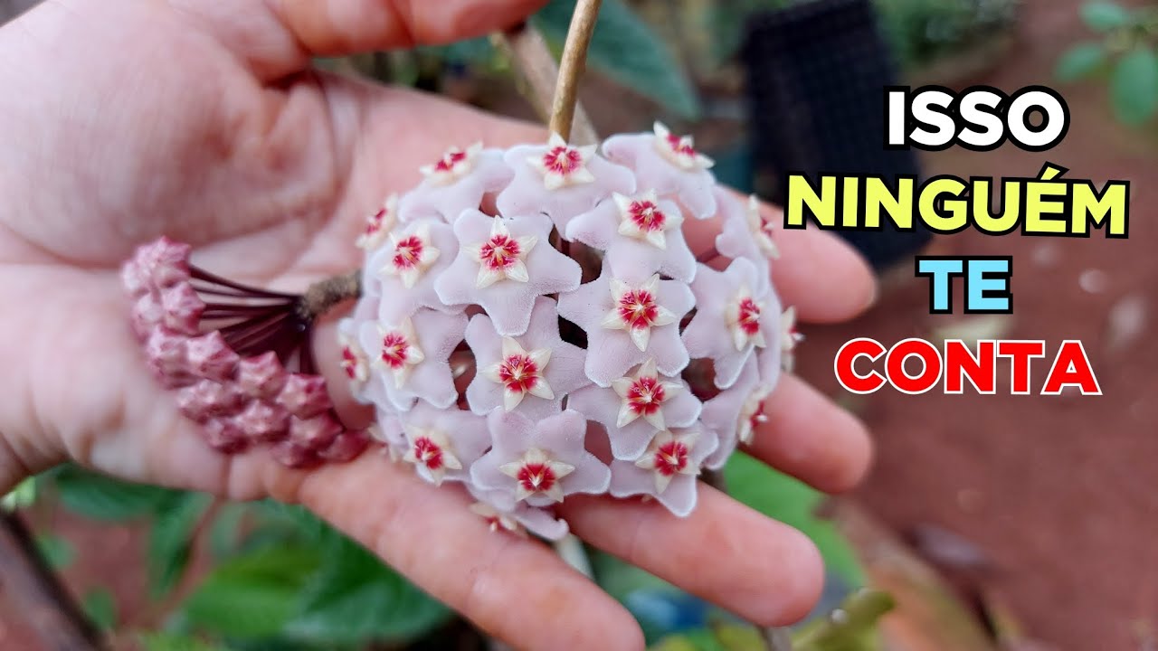 ESSE É O SEGREDO PARA FLOR DE CERA FLORIR SEM PARAR