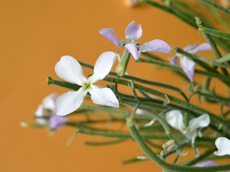 ALHELI BLANCO  (Alelí - Aleli) Matthiola incana (plantas medicinales)