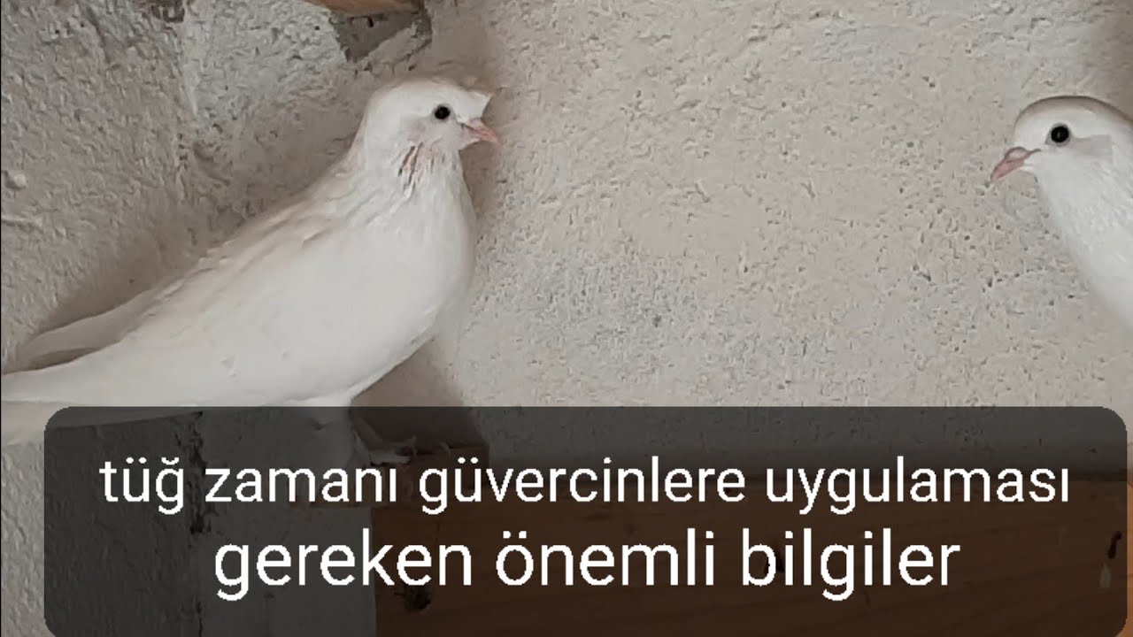 GÜVERCİNLERDE TÜĞ ZAMANI NEDİR NELER YAPILIR GÜVERCİN NEDEN TÜĞ DEĞİŞTİRİR.