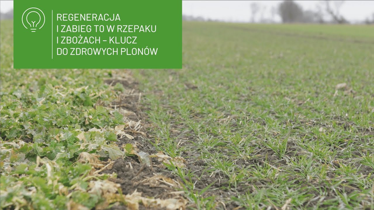 Regeneracja i zabieg T0 w rzepaku i zbożach – klucz do zdrowych plonów!