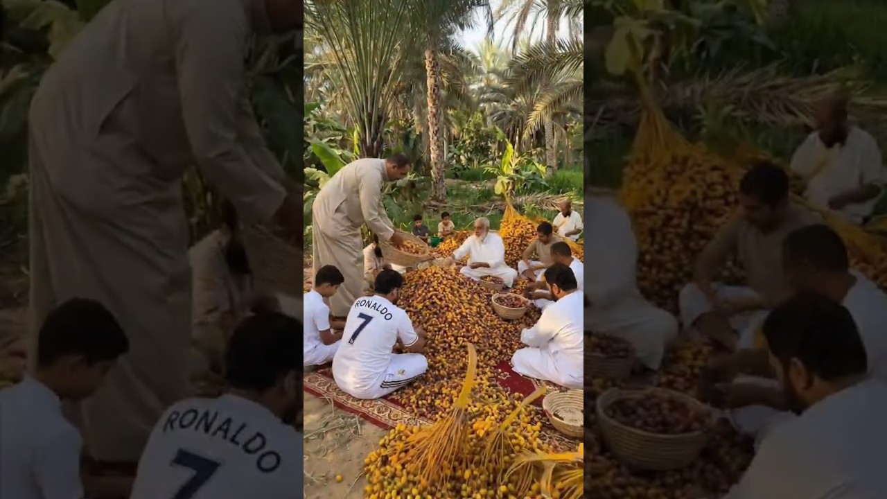 How Saudi Arabia Turns Raw Dates Into Delicious Dried Dates | Traditional Date Processing Secrets