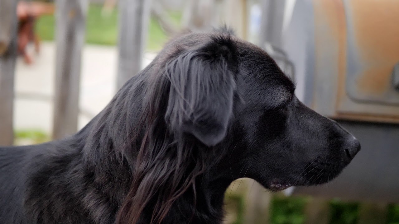 Panasonic Lumix GH5 4k 60fps Slow Motion