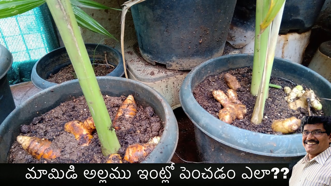 మామిడి అల్లము ఇంట్లో పెంచడం ఎలా?? || How to grow mango ginger at home || mamidi allam intlo