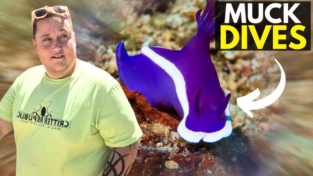 Philippines Best Muck Diving | Dauin
