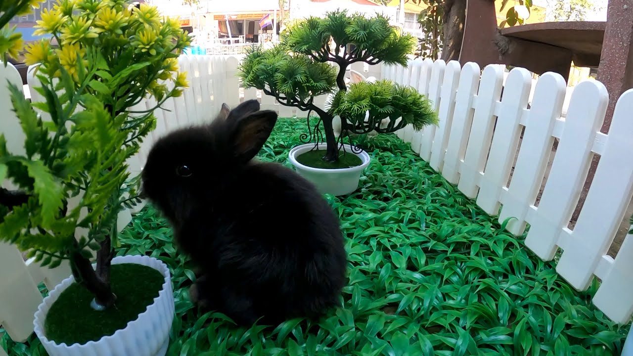 Rabbit activities in the yard