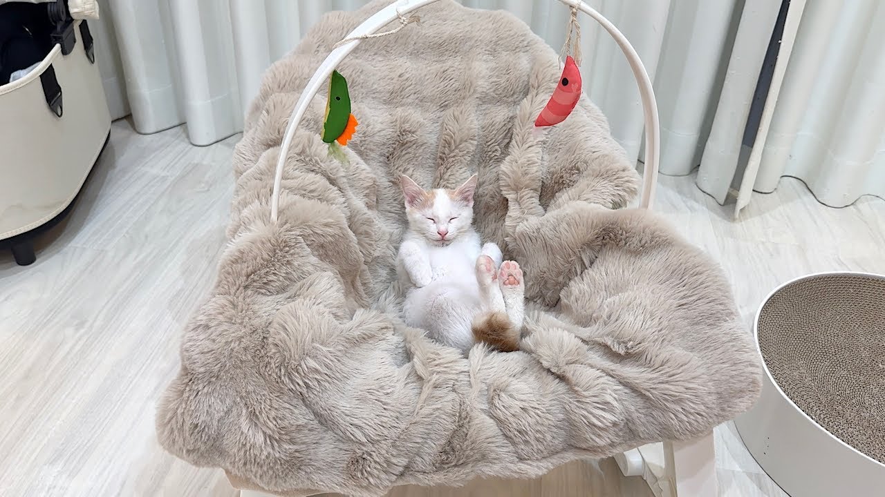 新入り子猫に赤ちゃん用のゆりかごをプレゼントしたらこうなっちゃいましたwww