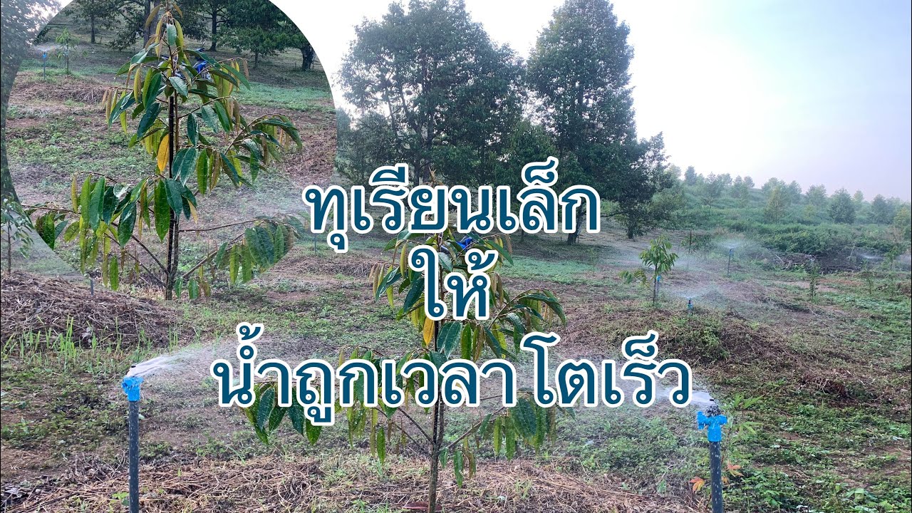 ทุเรียนเล็ก ให้น้ำอย่างไรถึงโตเร็ว EP.10