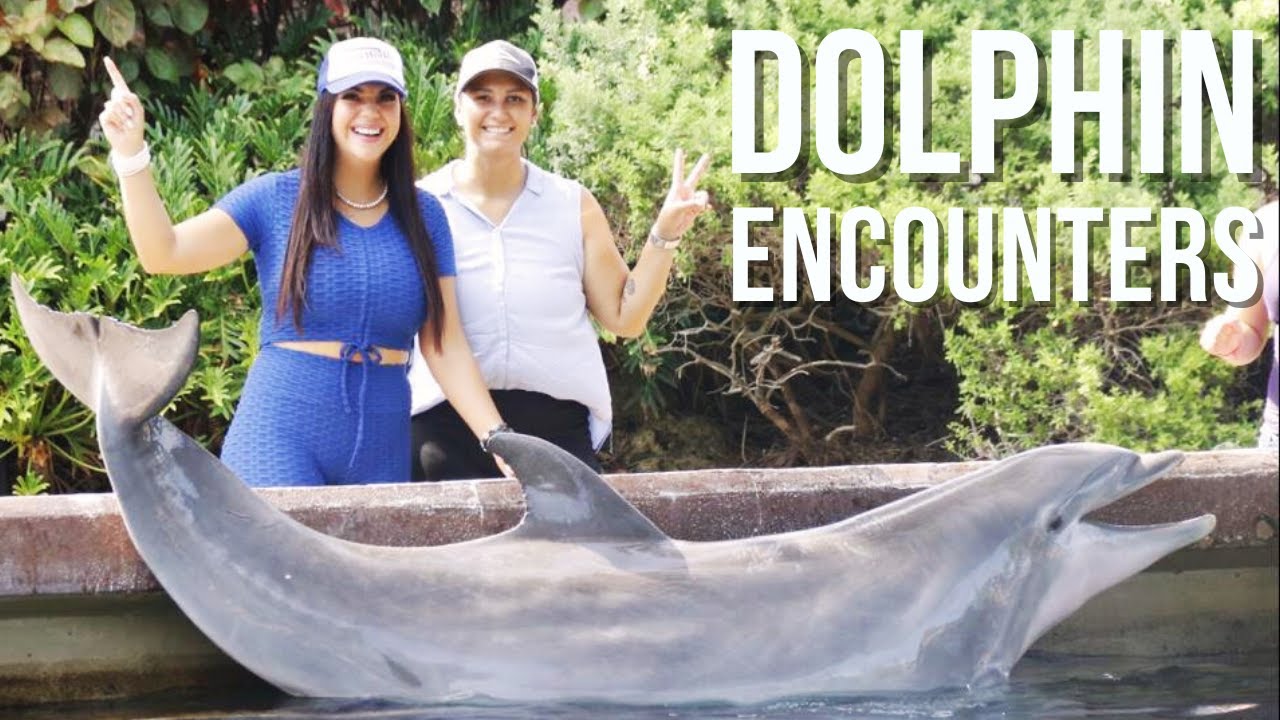 Dolphin Encounter SeaWorld Orlando