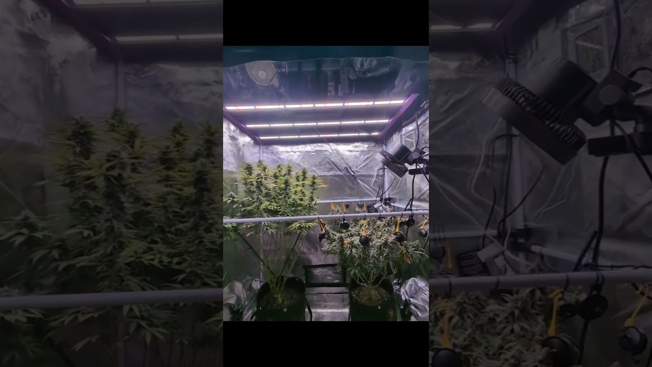 Green Crack 💚 & Purple Punch 👊 - Week 8. 🔥. NFSOT
