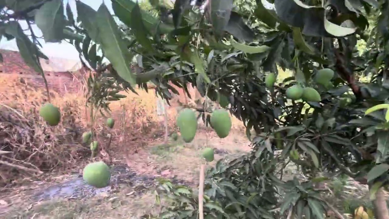 Mango Growing on a Small Plant | Nature’s Magic in My Garden