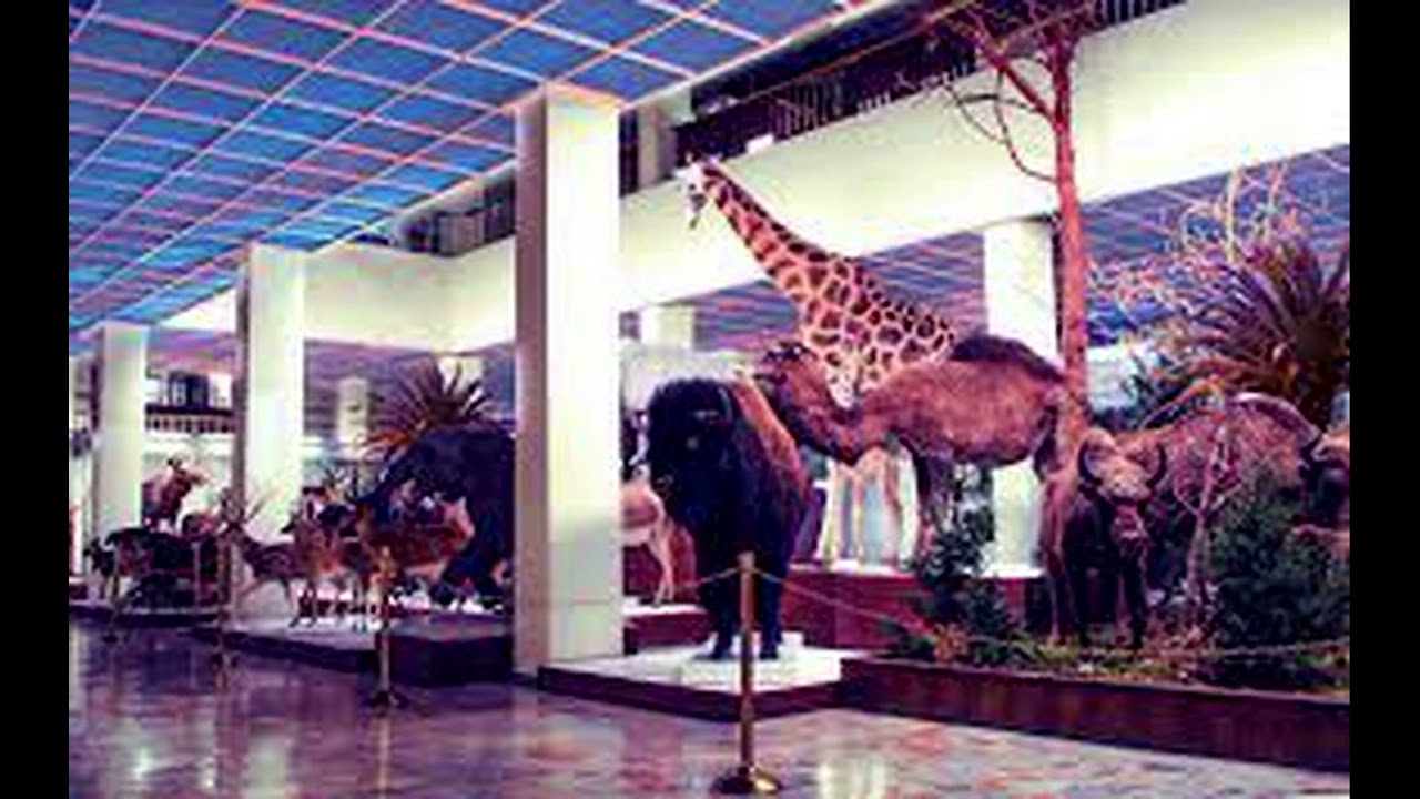 🐫 ZOOLOGY 🦏 Junglewave - Vaporwave - Vaportrap Music Mix