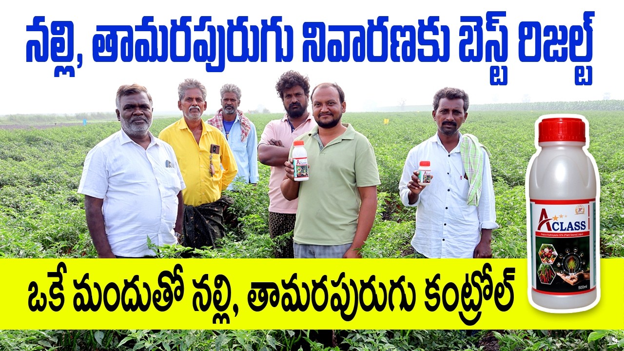 🔥ఒకే మందుతో నల్లి, తామరపురుగు కంట్రోల్ | సూపర్ క్వాలిటి | A-CLASS | nalli mandu #mites #thrips